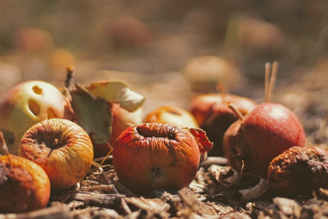 Altes, verfaltes Obst