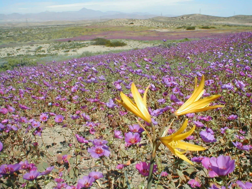 Helfer*in werden (Ehrenamt) 4 Bluehende-Atacamawueste